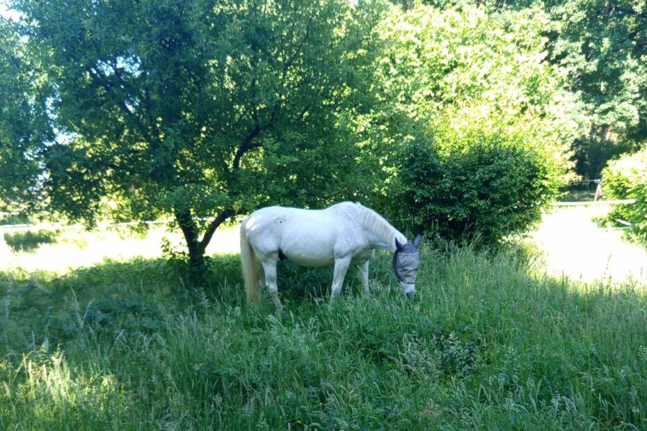 cheval pré ile de france