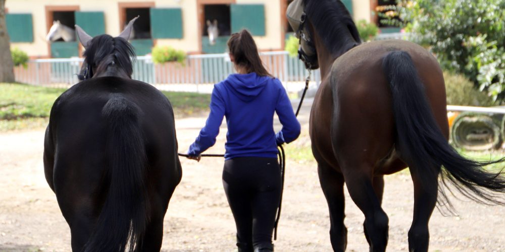 1er lots ecurie loschito_2023_10_19_0495